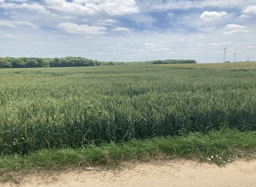 Parc éolien de Grandcourt